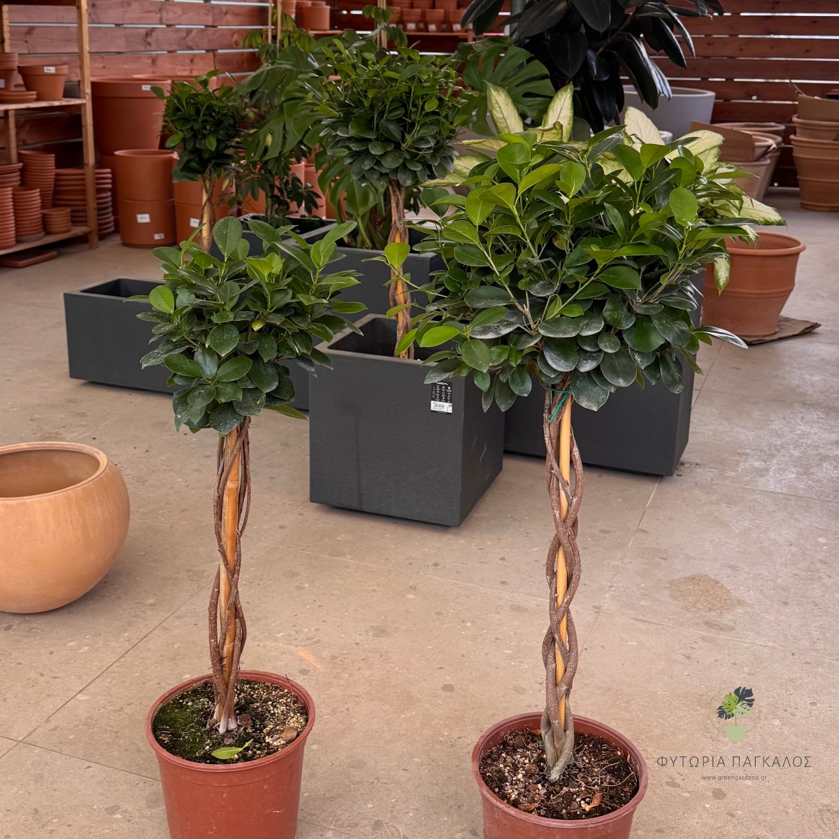 Φίκος Μοκλαϊμ (Ficus microcarpa 'Moclame')  - 4